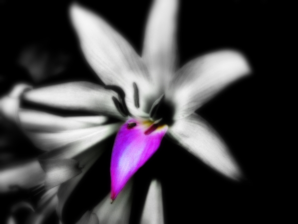 Creation of last petal: Step 1